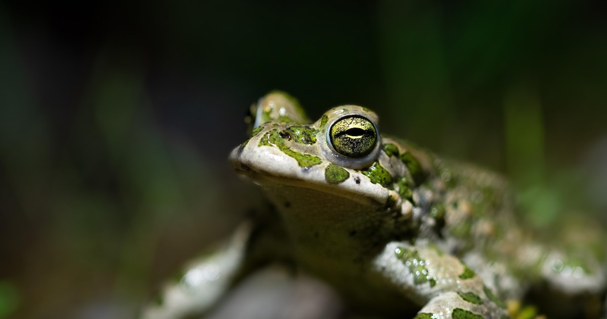 Common toad prevents battery factory in Berlin