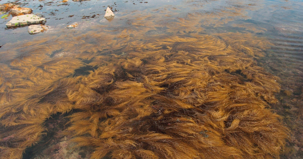 Brown, stinky sea is causing Europe’s climate to falter