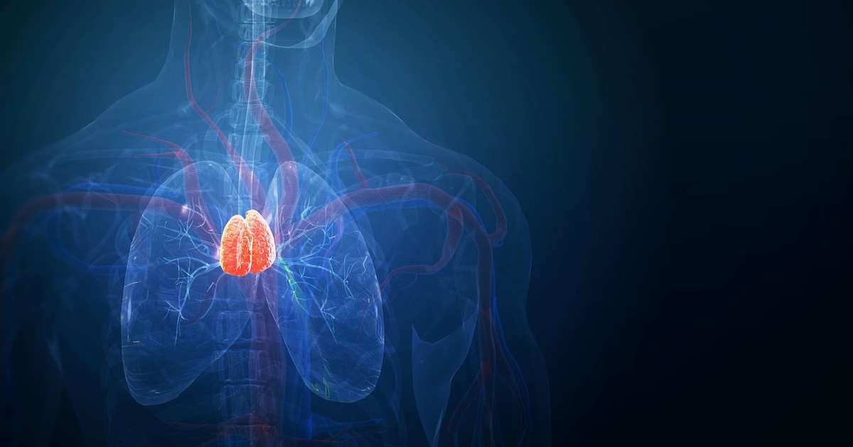 Long considered useless: Thymus gland ensures long life