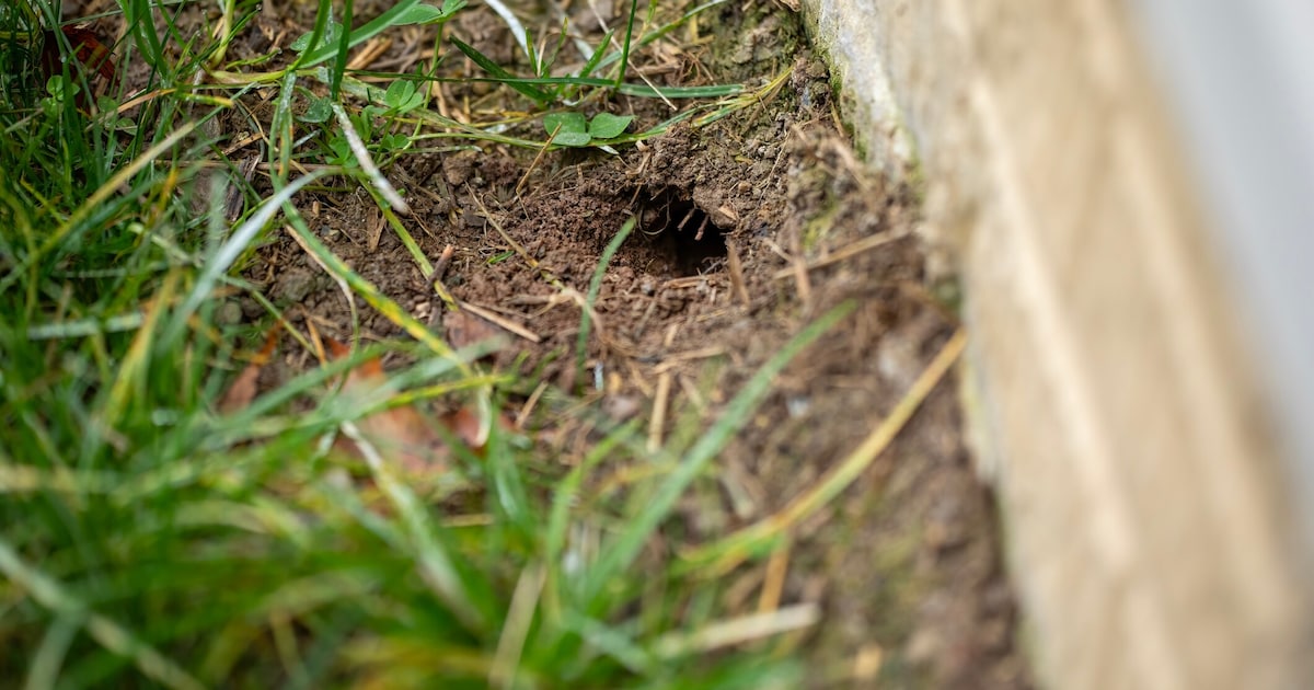 Holes in the garden? This animal is behind it