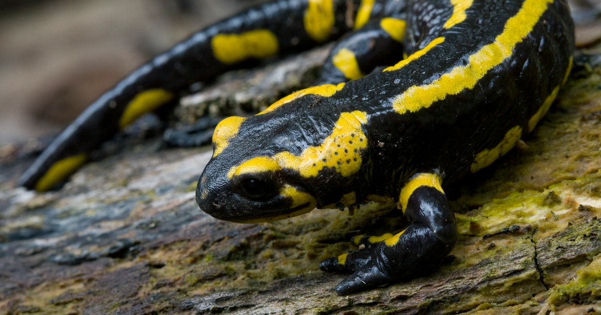 Drivers ignore barrier and kill 500 salamanders