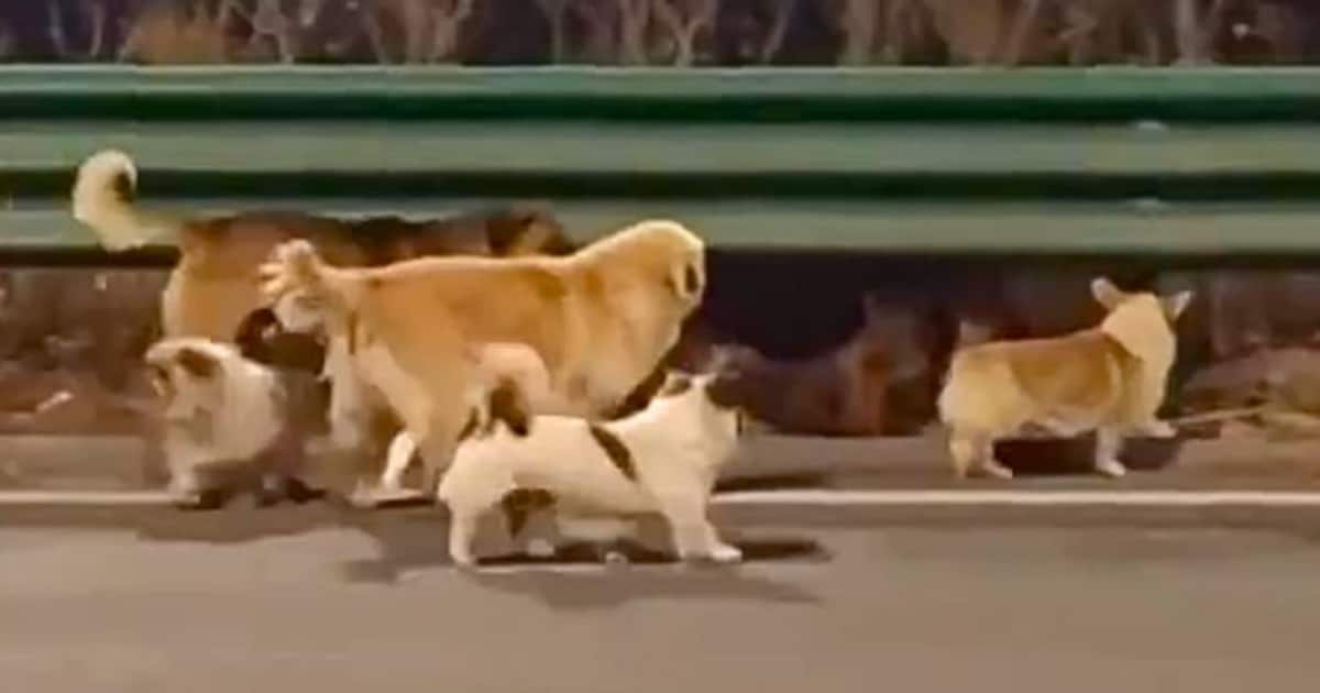 Dogs escape from butcher trucks in China and run home