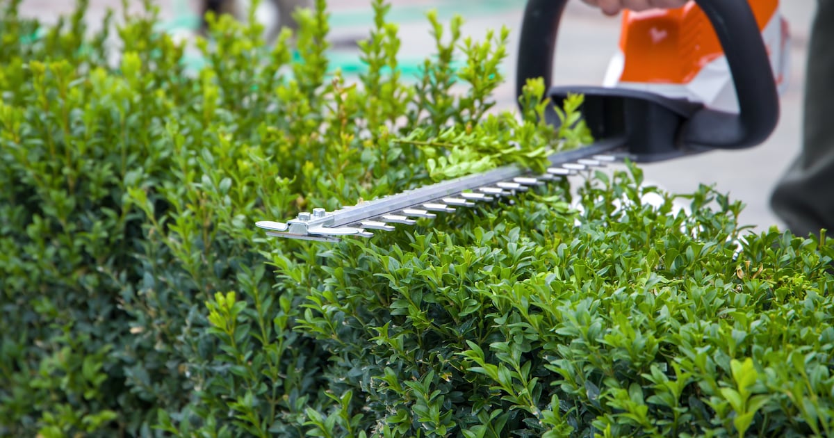 There is a risk of high fines: gardening is now banned again