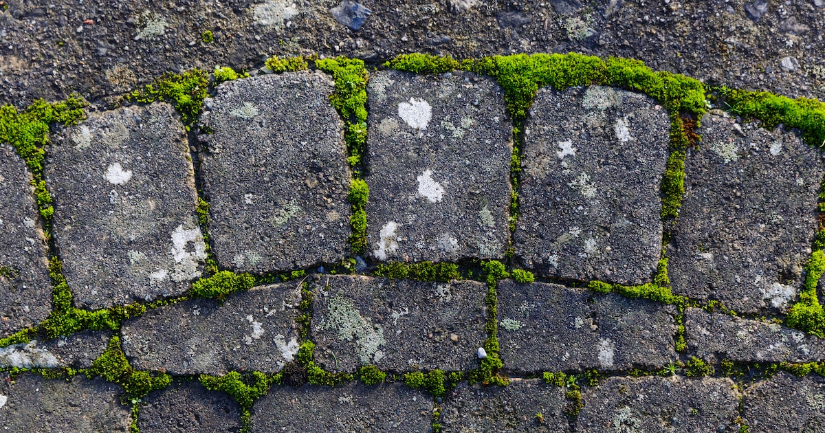Patio trick: Use hot water and baking soda to remove green deposits from paving stones