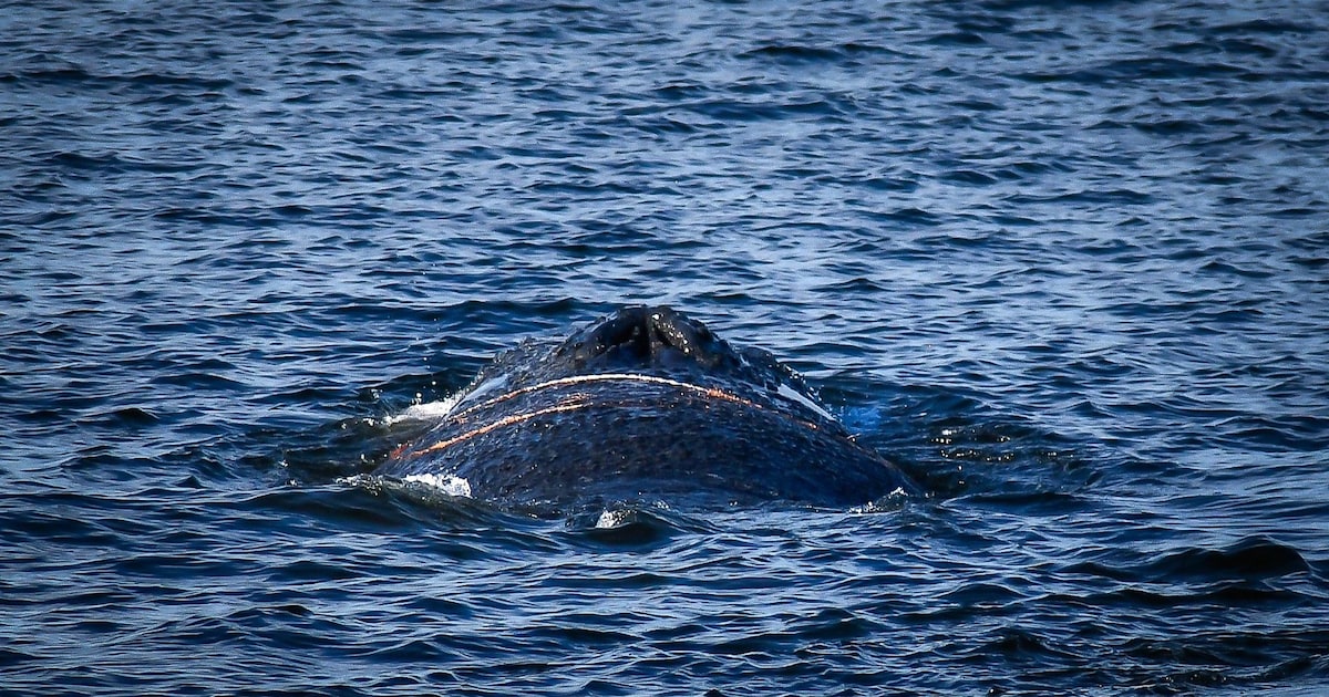 Huge whale stranded on the Baltic Sea coast – rescue underway