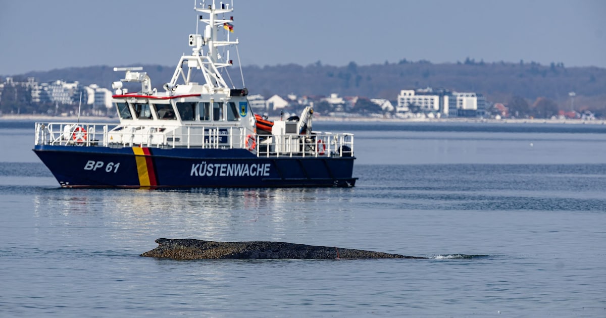 Skin disease: Beached whale’s condition worsened