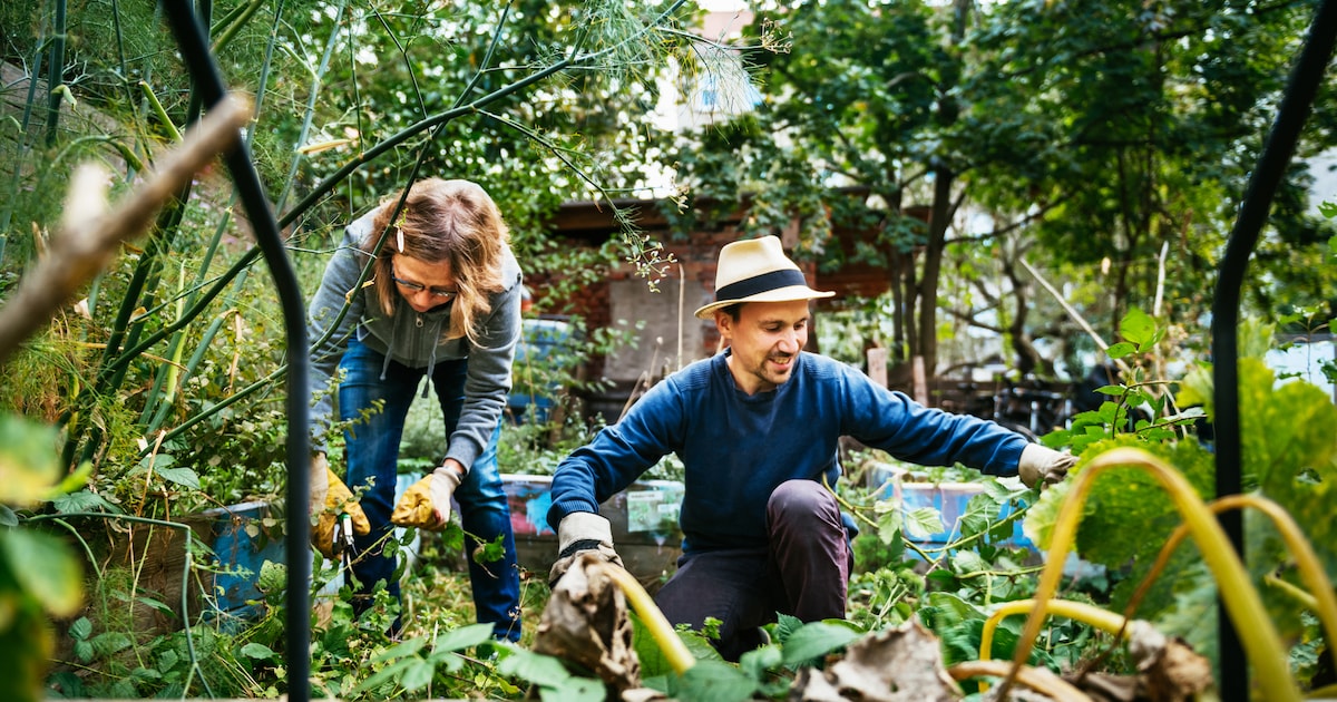 Erding district: New Borna virus case – how to protect yourself