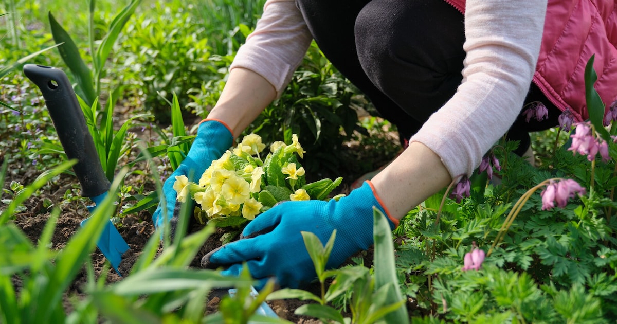 Important in March: There are four things you need to do in the garden now