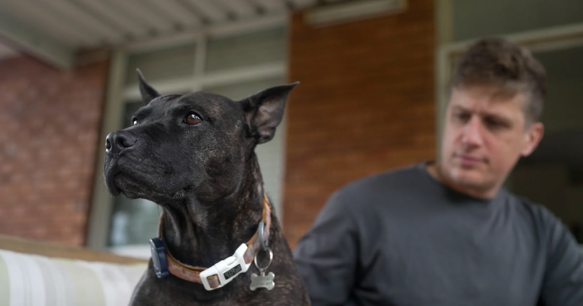 Entrepreneur develops cancer vaccine with ChatGPT that shrinks dog Rosie’s tumor in just a few weeks