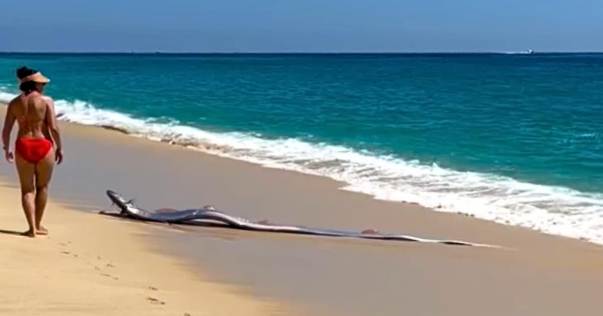 Tourists find rare “doomsday fish” on the beach