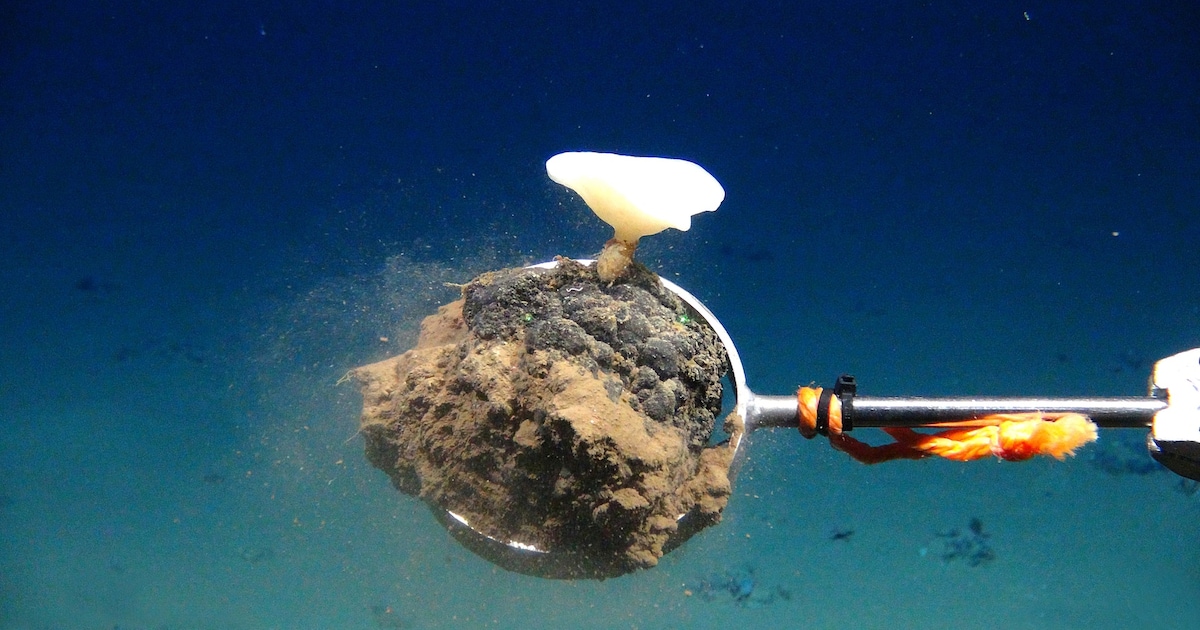 Deep sea mining: “All major sea creatures perish”