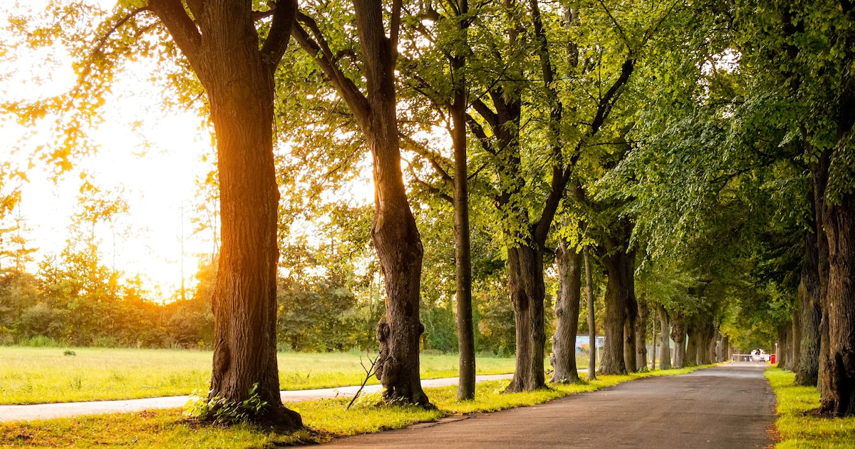 More city greenery can increase hay fever
